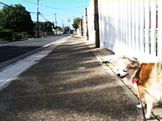 ハワイ在住20数年のベテラン住人、愛犬ココと一緒に